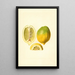 Citrus limon - James Marion Shull — quadro incorniciato alla parete