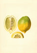 Citrus limon - James Marion Shull — vista dell’opera