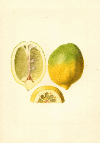 James Marion Shull - Citrus limon.webp
