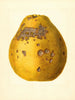 Citrus limon Ponderosa - James Marion Shull — Ansicht des Kunstwerks