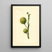 Citrus paradisi - James Marion Shull — quadro incorniciato alla parete