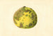 Citrus paradisi Pomelo - James Marion Shull — vista dell’opera
