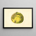 Citrus paradisi Pomelo - James Marion Shull — quadro incorniciato alla parete