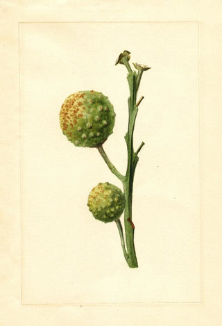 James Marion Shull - Citrus paradisi.webp