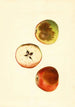 Malus domestica Ben Davis - James Marion Shull — vista dell’opera