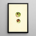 Malus domestica Gano - James Marion Shull — gerahmtes Bild an der Wand