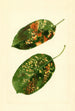 Malus domestica Gravenstein - James Marion Shull — Ansicht des Kunstwerks