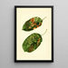 Malus domestica Gravenstein - James Marion Shull — gerahmtes Bild an der Wand