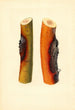 Malus domestica Jonathan - James Marion Shull — Ansicht des Kunstwerks