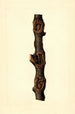 Malus domestica Pioneer aus Neuseeland - James Marion Shull — Ansicht des Kunstwerks
