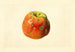 Malus domestica Smith Cider - James Marion Shull — vista dell’opera