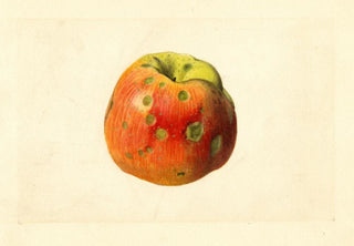 James Marion Shull - Malus domestica Smith Cider.webp