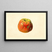 Malus domestica Smith Cider - James Marion Shull — quadro incorniciato alla parete