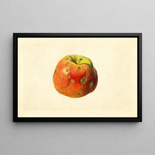 James Marion Shull - Malus domestica Smith Cider.webp