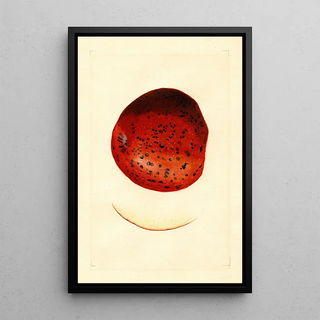 James Marion Shull - Malus domestica Spitzenberg.webp