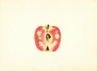 Pomme domestique Surprise - James Marion Shull — vista dell’opera