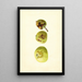 Malus domestica Yellow Transparent - James Marion Shull — quadro incorniciato alla parete