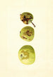 Malus domestica Yellow Transparent - James Marion Shull — vista dell’opera