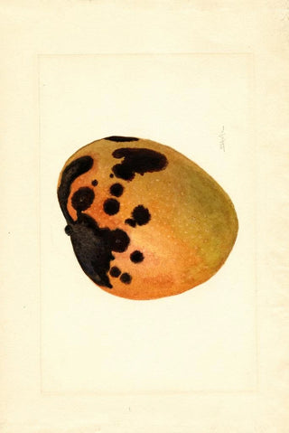 James Marion Shull - Mangifera indica.webp