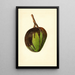 Mangifera indica Bennett - James Marion Shull — gerahmtes Bild an der Wand