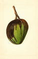 Mangifera indica Bennett - James Marion Shull — Ansicht des Kunstwerks