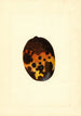 Mangifera indica Fernandez - James Marion Shull — vista dell’opera