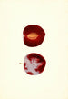 Prunus domestica Flaming Delicious - James Marion Shull — Ansicht des Kunstwerks