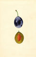 Prunus domestica Stanley - James Marion Shull — Ansicht des Kunstwerks