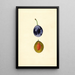 Prunus domestica Stanley - James Marion Shull — gerahmtes Bild an der Wand