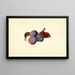 Prunier domestico - James Marion Shull — quadro incorniciato alla parete