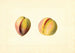 Prunus persica Early Crawford - James Marion Shull — Ansicht des Kunstwerks