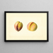 Prunus persica Early Crawford - James Marion Shull — gerahmtes Bild an der Wand