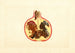 Punica granatum Alternaria - James Marion Shull — Ansicht des Kunstwerks