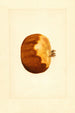Punica granatum - James Marion Shull — Ansicht des Kunstwerks