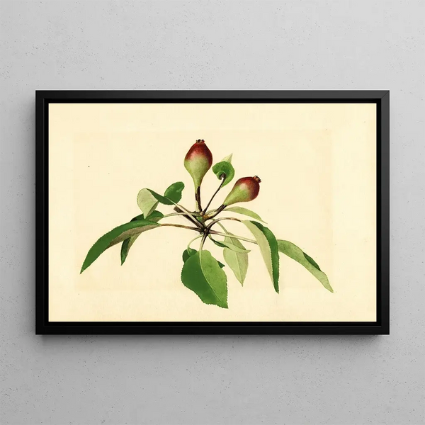 James Marion Shull - Pyrus communis.webp