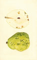 Pyrus communis Anjou - James Marion Shull — artwork view