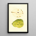 Pyrus communis Anjou - James Marion Shull — framed artwork on a wall