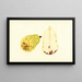 Pyrus communis Bartlett - James Marion Shull — gerahmtes Bild an der Wand