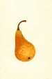 Pyrus communis Bosc - James Marion Shull — vista dell’opera