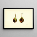 Pyrus communis Kieffer - James Marion Shull — gerahmtes Bild an der Wand