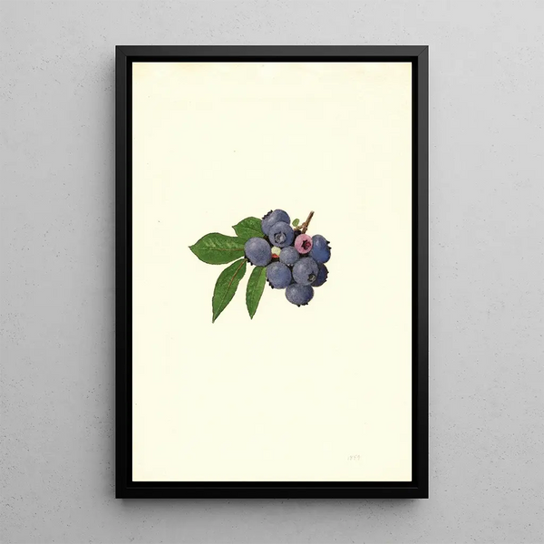 James Marion Shull - Vaccinium corymbosum Weymouth.webp
