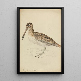 James Sowerby - A Snipe.webp