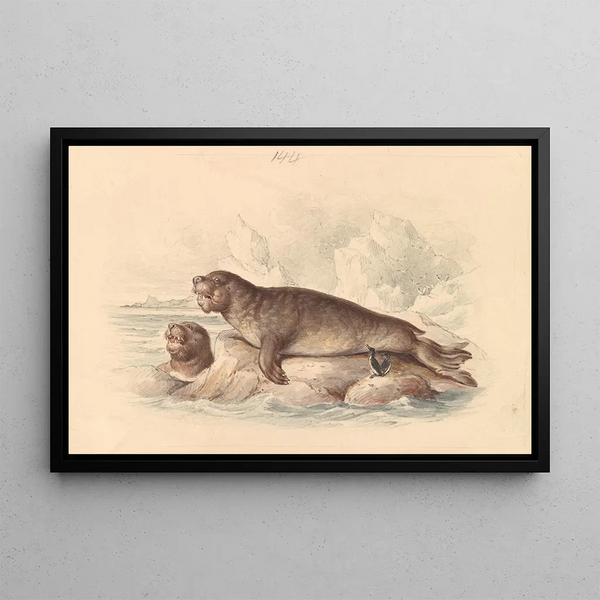 James Stewart - Female Elephant Seal.webp
