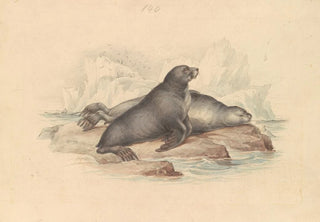 James Stewart - New Zealand Fur Seal or Southern Fur Seal.webp