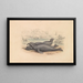 L'éléphant de mer - James Stewart — framed artwork on a wall