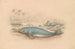 The Antillean Manatee - James Stewart — artwork view