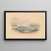 The Antillean Manatee - James Stewart — framed artwork on a wall