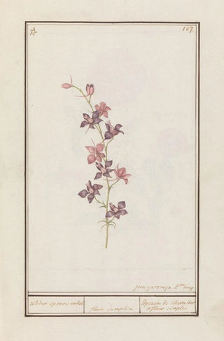 Jan Anton Garemyn - Ridderspoor Consolida.webp