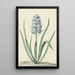 La jacinthe bleue Franciscus Primus - Jan Augustini — quadro incorniciato alla parete