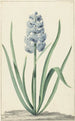 La jacinthe bleue Franciscus Primus - Jan Augustini — vista dell’opera